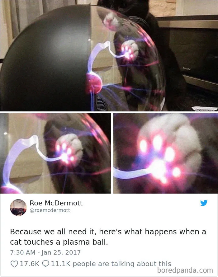 45 Of The Funniest Cat Tweets