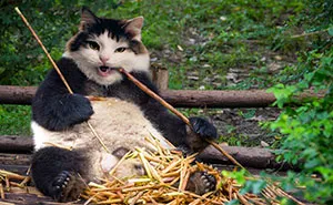“I Have Been Photoshopping My Cats For The Past Few Years. Have Things Gone Too Far?” (26 Pics)