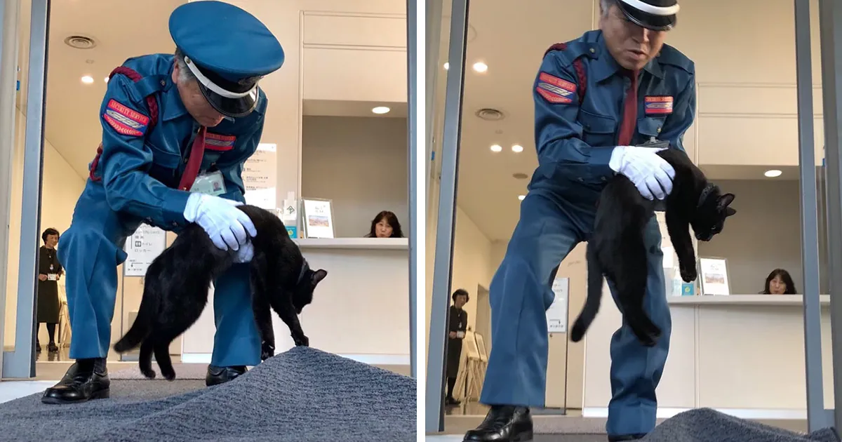 Estos dos gatos llevan años intentando colarse en un museo de Japón (30 imágenes)