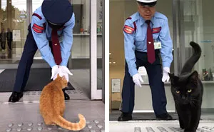 Two Cats In Japan Have Been Trying To Sneak Into A Museum For Years (30 Pics)