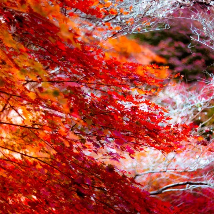 Do You Know The Autumn Cherry Blossoms?