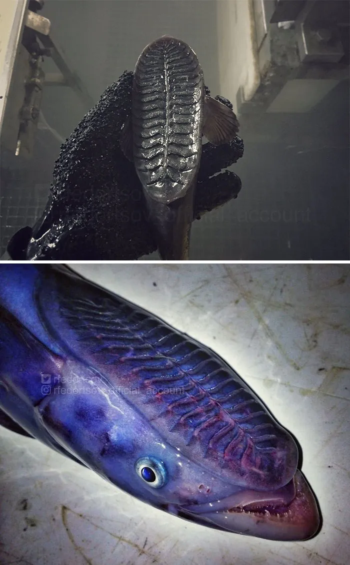 "Remora From Different Sides"