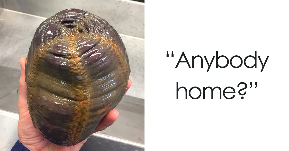 Russian Fisherman Posts Terrifying Creatures Of The Deep Sea, And People Want Him To Stop (New Pics)