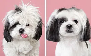 7 Dogs Before And After Japanese Grooming (New Pics)