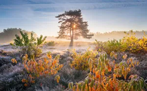 I Photographed Dutch Heather Throughout Different Seasons (16 Pics)