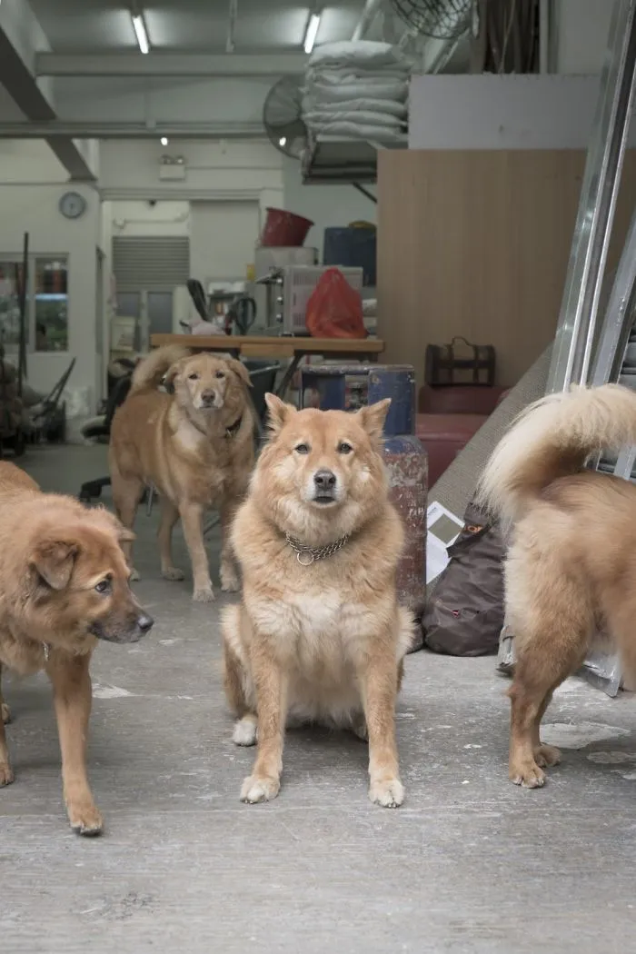 Dogs Living In Hong Kong’s Car Workshops In 22 Pictures