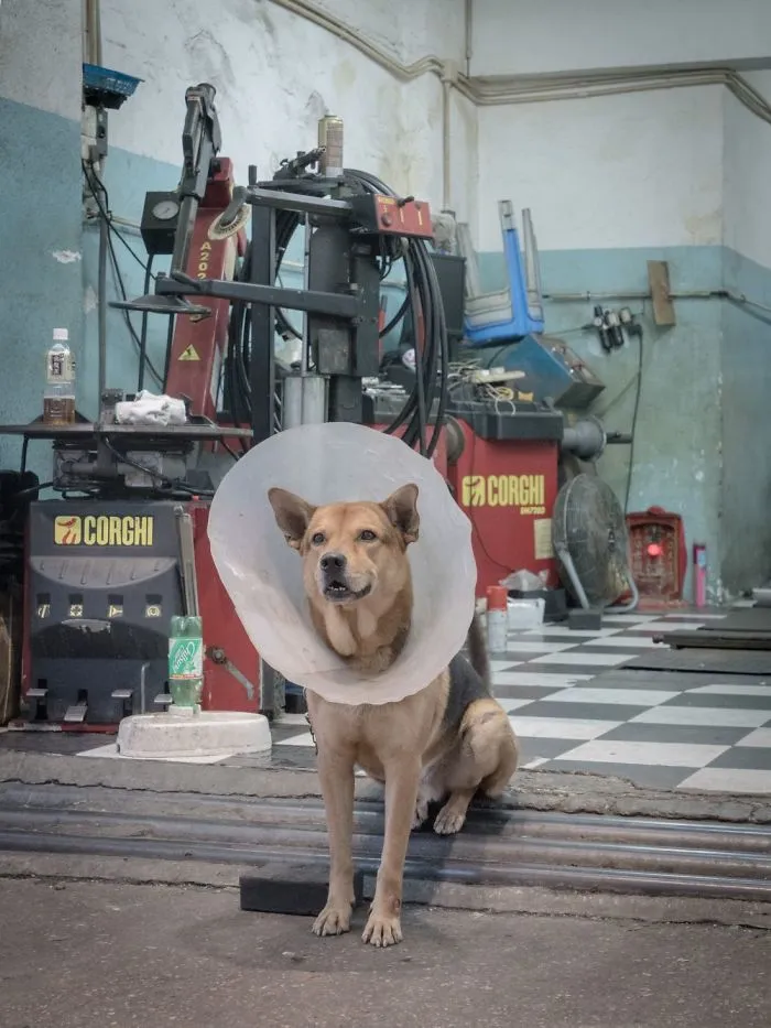 Dogs Living In Hong Kong’s Car Workshops In 22 Pictures