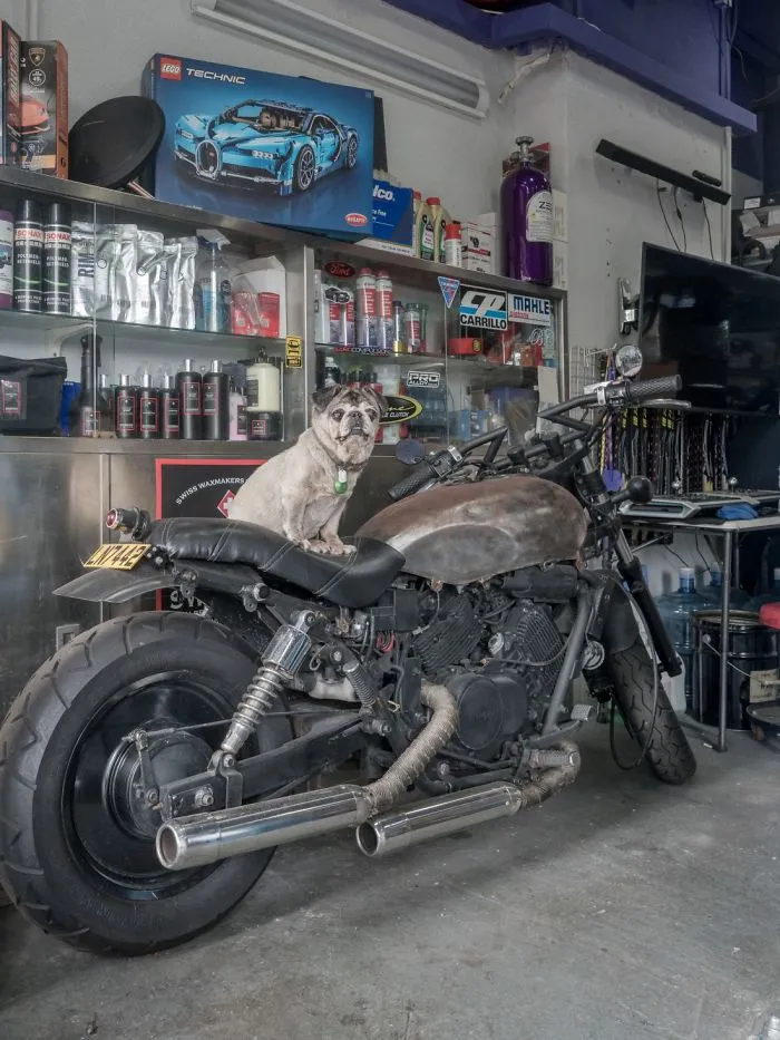 Dogs Living In Hong Kong’s Car Workshops In 22 Pictures