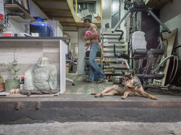 Dogs Living In Hong Kong’s Car Workshops In 22 Pictures