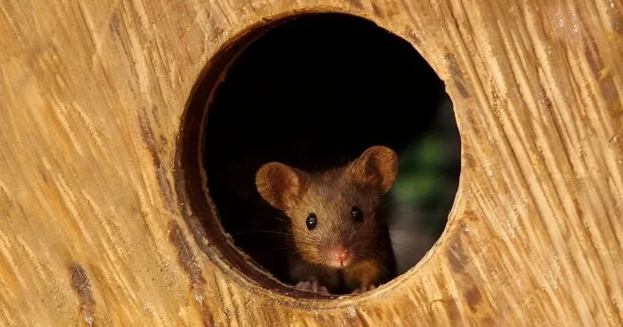 Este hombre descubrió una familia de ratones viviendo en su jardín y les construyó una aldea en miniatura