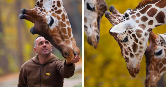 A Special Bond Between The Zookeeper And Giraffes
