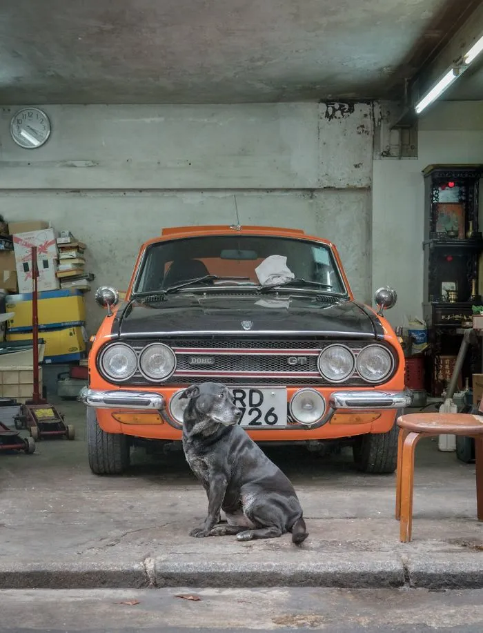 Dogs Living In Hong Kong’s Car Workshops In 22 Pictures
