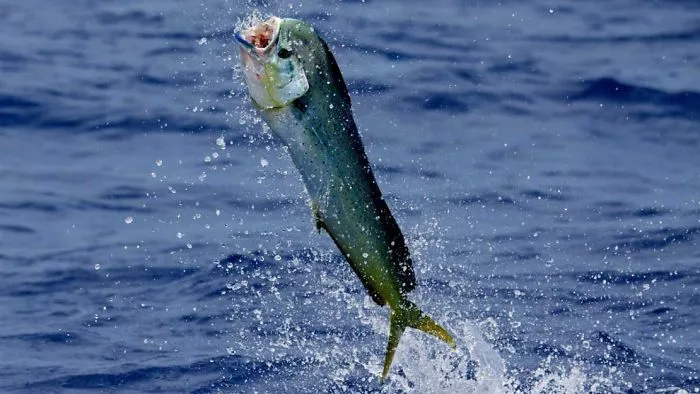 Fishing With Live Baits