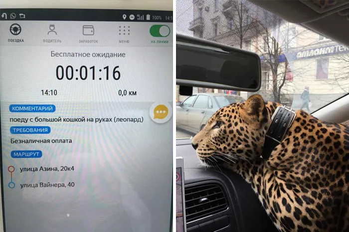 He Wrote In The Comment That He Will Have A Cat With Him