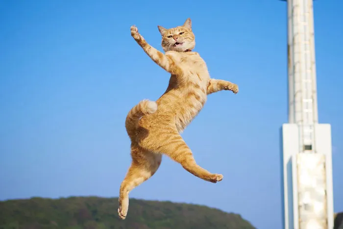 30 Of The Funniest Dancing Cat Pics