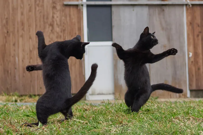 30 Of The Funniest Dancing Cat Pics