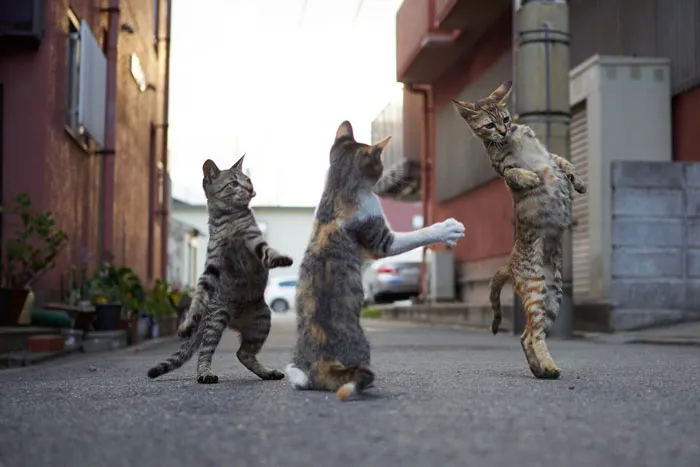 30 Of The Funniest Dancing Cat Pics