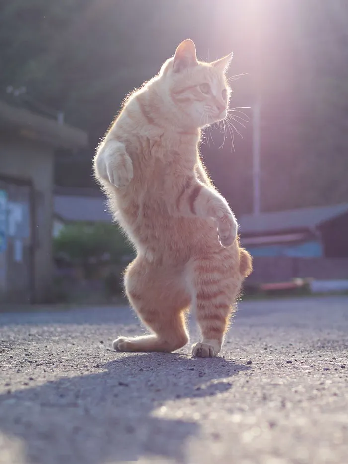 30 Of The Funniest Dancing Cat Pics