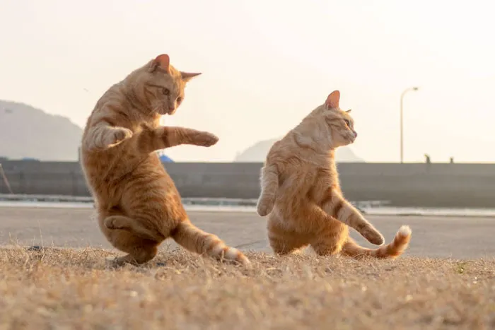 30 Of The Funniest Dancing Cat Pics