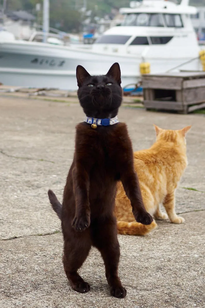 30 Of The Funniest Dancing Cat Pics