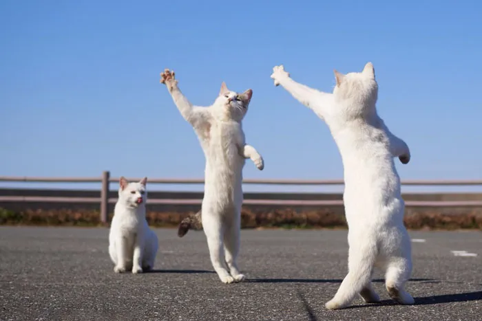 30 Of The Funniest Dancing Cat Pics
