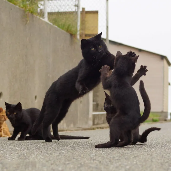30 Of The Funniest Dancing Cat Pics
