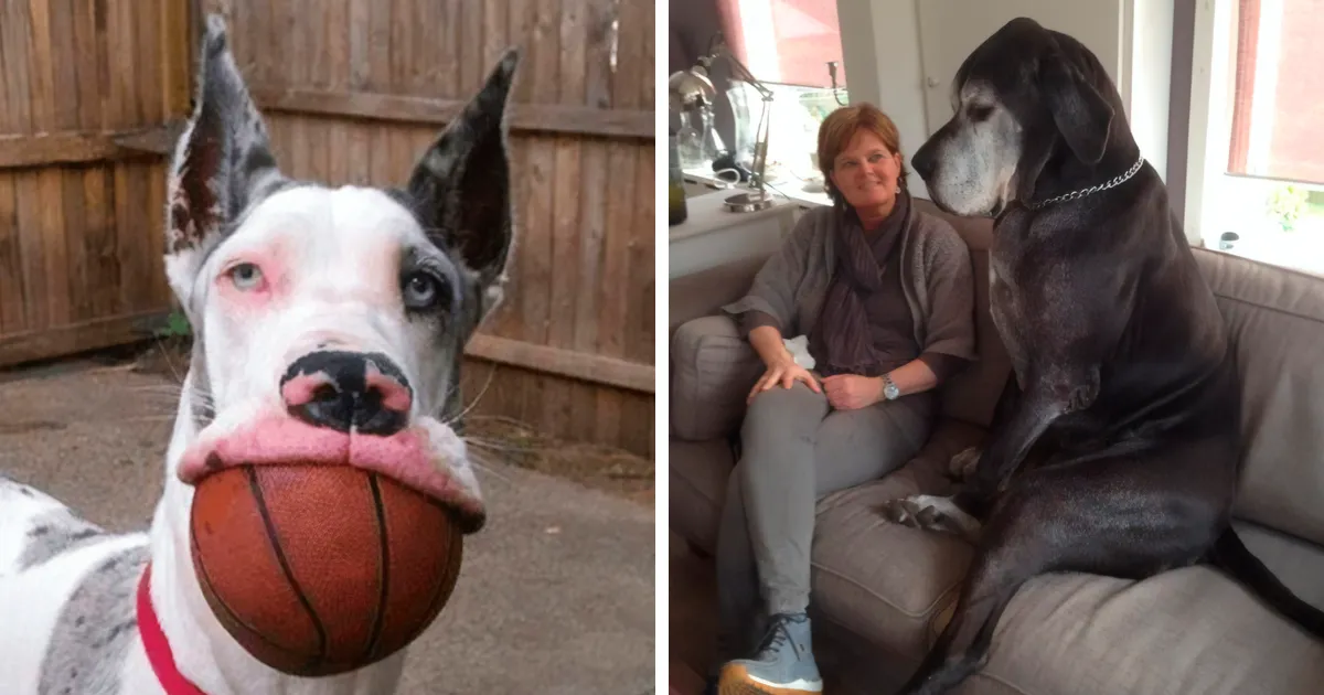 La gente publica fotos divertidas de sus perros gran danés, y es increíble lo grandes que son