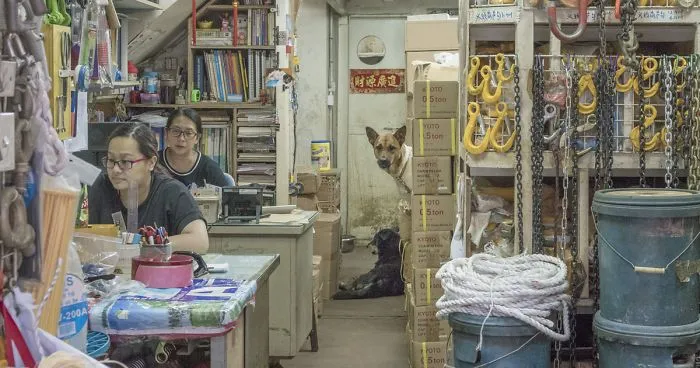 Dogs Living In Hong Kong’s Car Workshops In 22 Pictures
