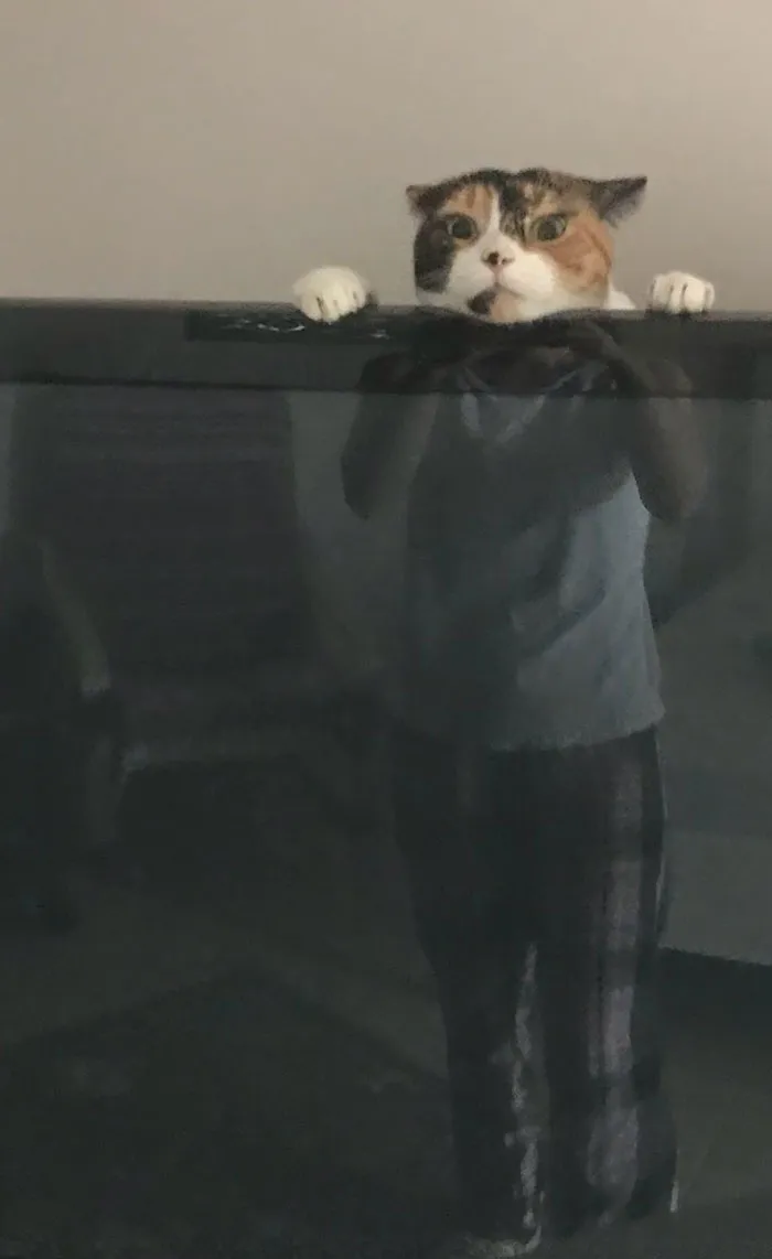Mi esposa me ha enviado esta foto del gato jugando tras la tele