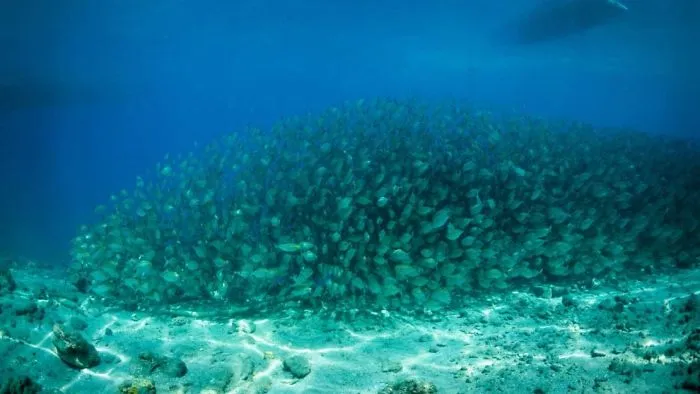 How Can We Protect Our Oceans? Tips For Anglers.