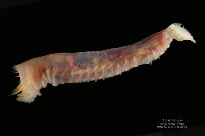 Ice Cream Cone Worm (Pectinaria Gouldii)