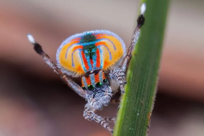 Sparklemuffin Spider (Maratus Jactatus)