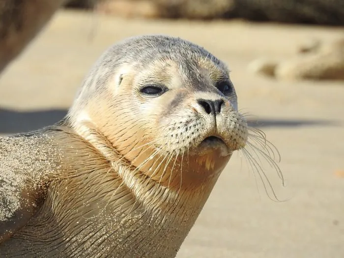 Horsey Beach Seals!