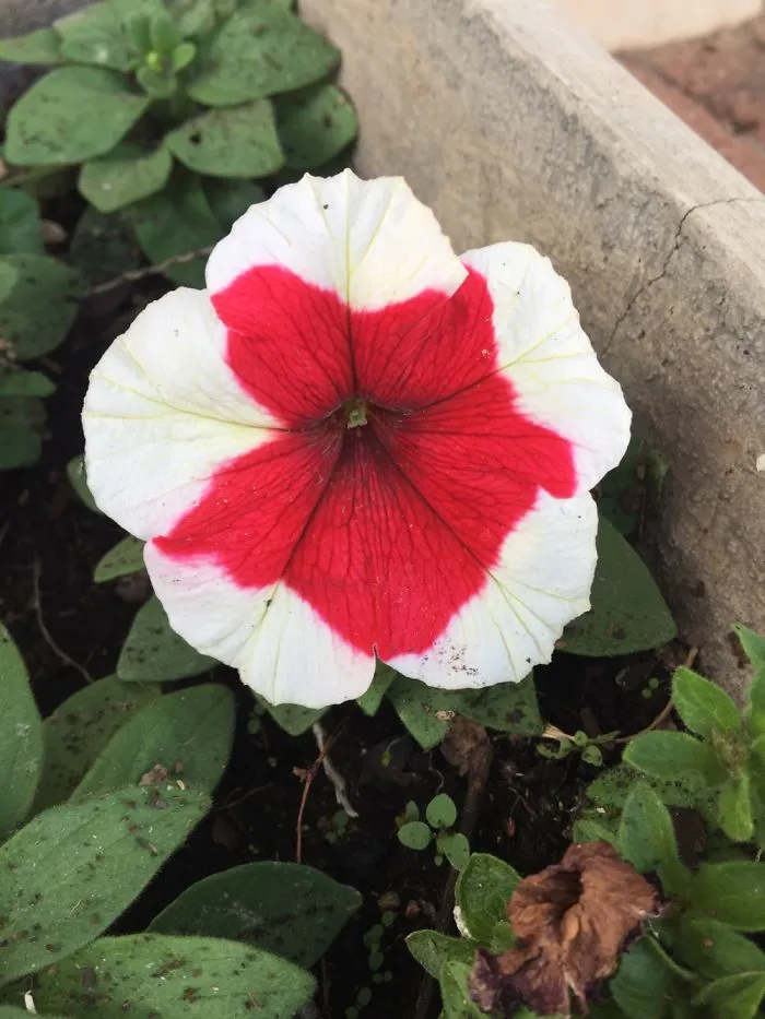 Beautiful Flowers