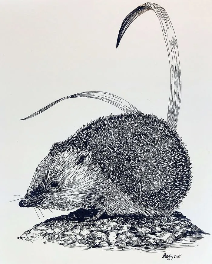20+ Lovely Detailed Drawings By Bas Geeraets