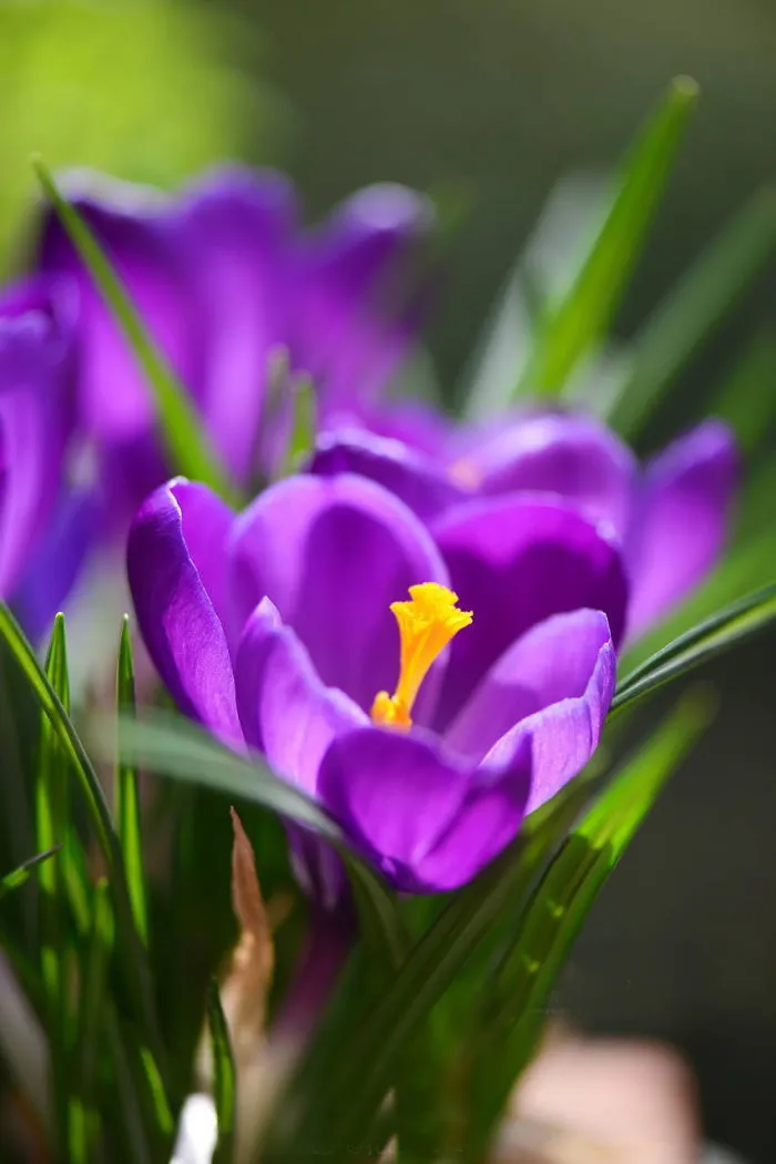 All About Crocus