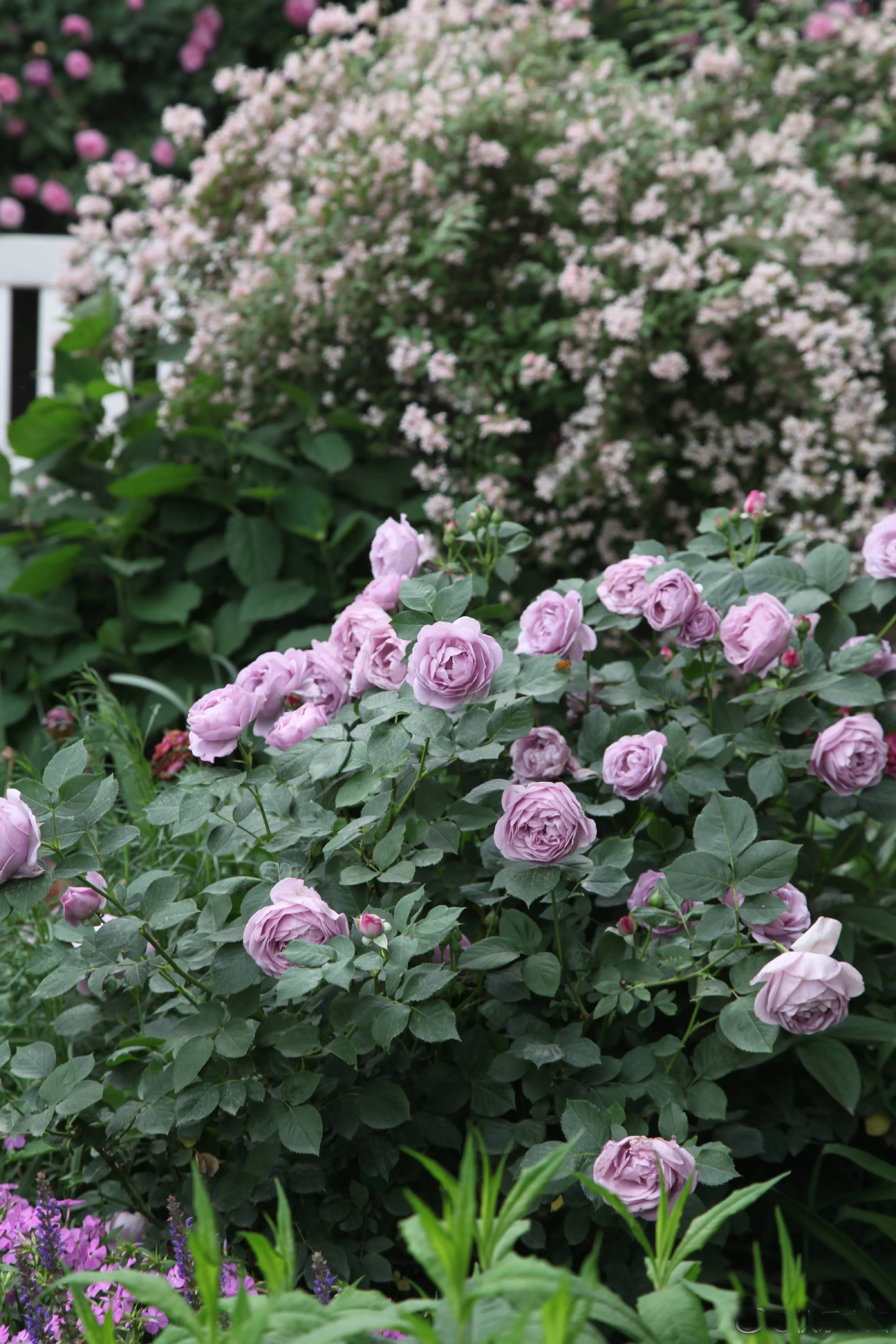 Rare Color Rose