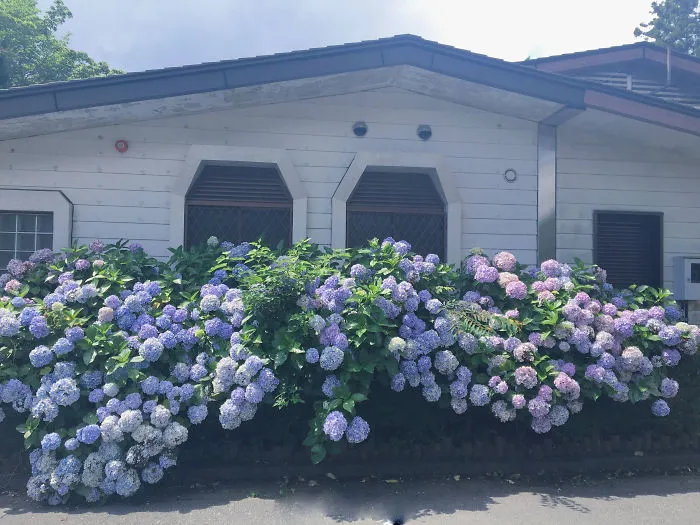 Hydrangea Macrophylla