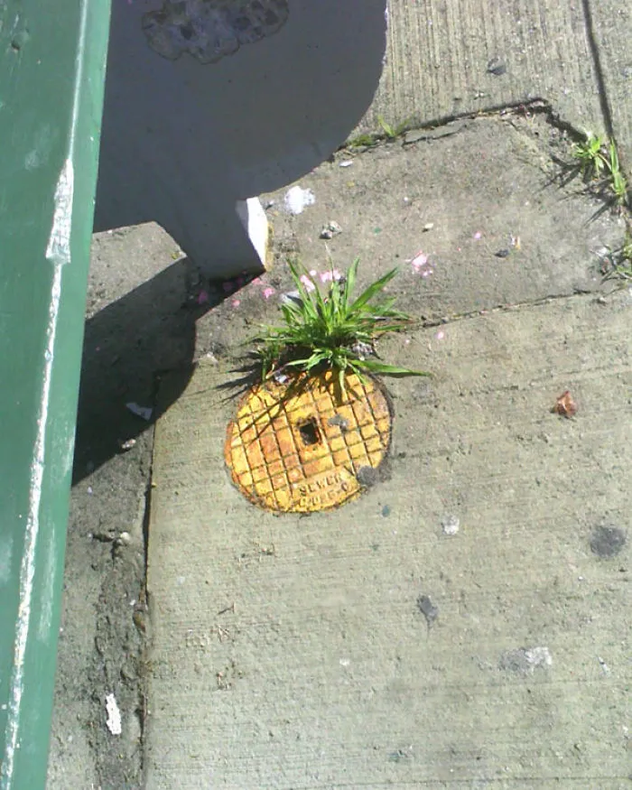 Piña prohibida en el pavimento