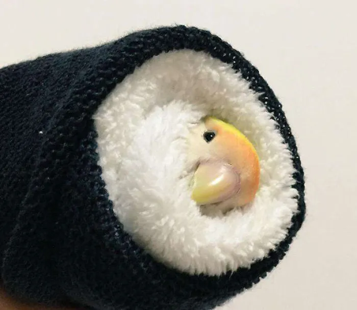 Sushi delicioso