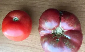 50 Interesting Comparison Images That Will Give You A Different Perspective