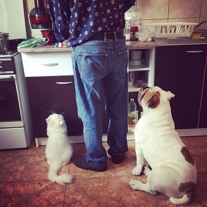 Dog and a cat sitting next to their owner in a kitchen 