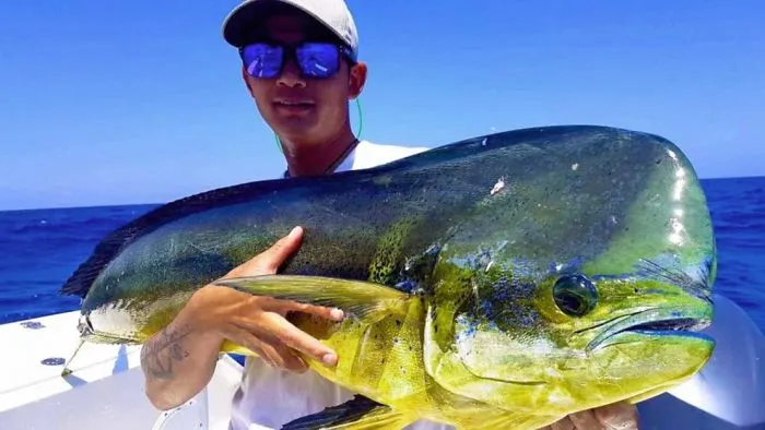 Wide-Ranging Facts About Mahi-Mahi
