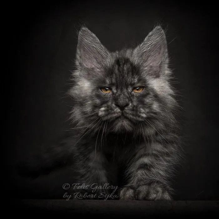 Bestias míticas: Este fotógrafo sigue captando la belleza majestuosa de los gatos Maine Coon