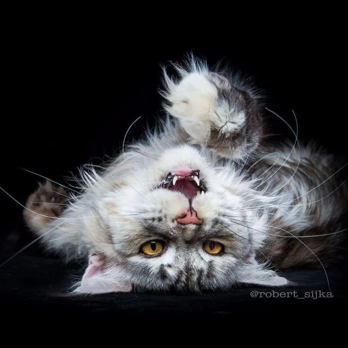 Bestias míticas: Este fotógrafo sigue captando la belleza majestuosa de los gatos Maine Coon