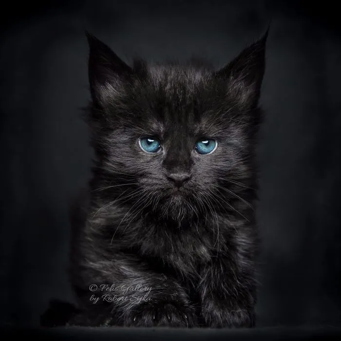 Bestias míticas: Este fotógrafo sigue captando la belleza majestuosa de los gatos Maine Coon