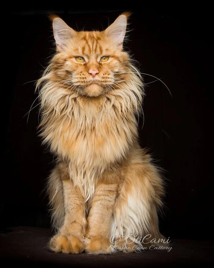 Bestias míticas: Este fotógrafo sigue captando la belleza majestuosa de los gatos Maine Coon