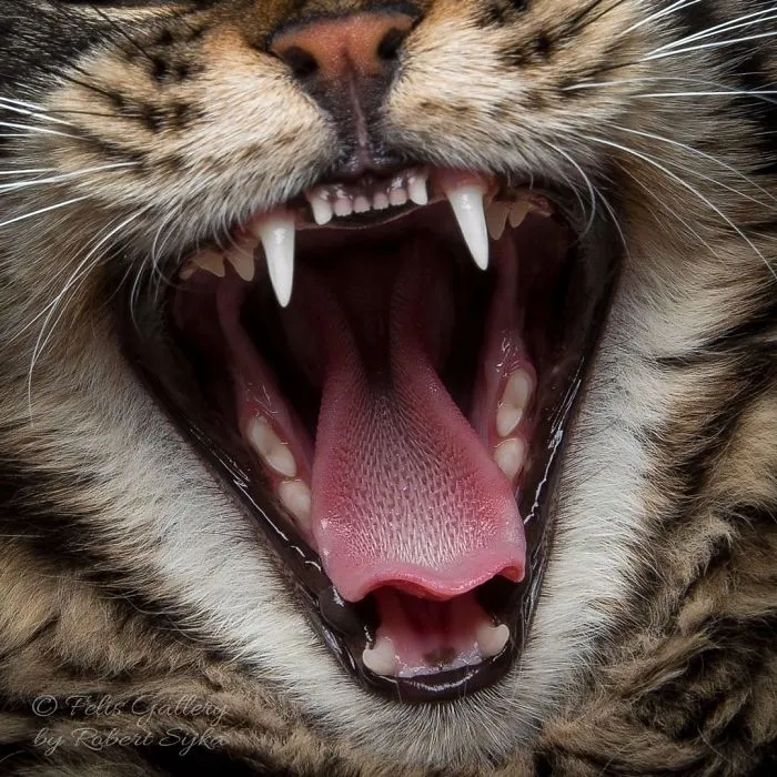 Bestias míticas: Este fotógrafo sigue captando la belleza majestuosa de los gatos Maine Coon