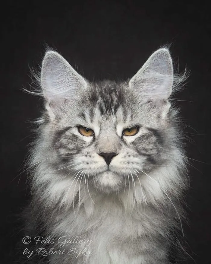 Bestias míticas: Este fotógrafo sigue captando la belleza majestuosa de los gatos Maine Coon