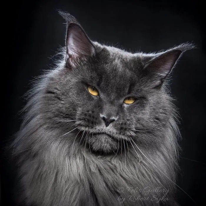 Mythical Beasts: Photographer Continues Capturing The Majestic Beauty Of Maine Coons